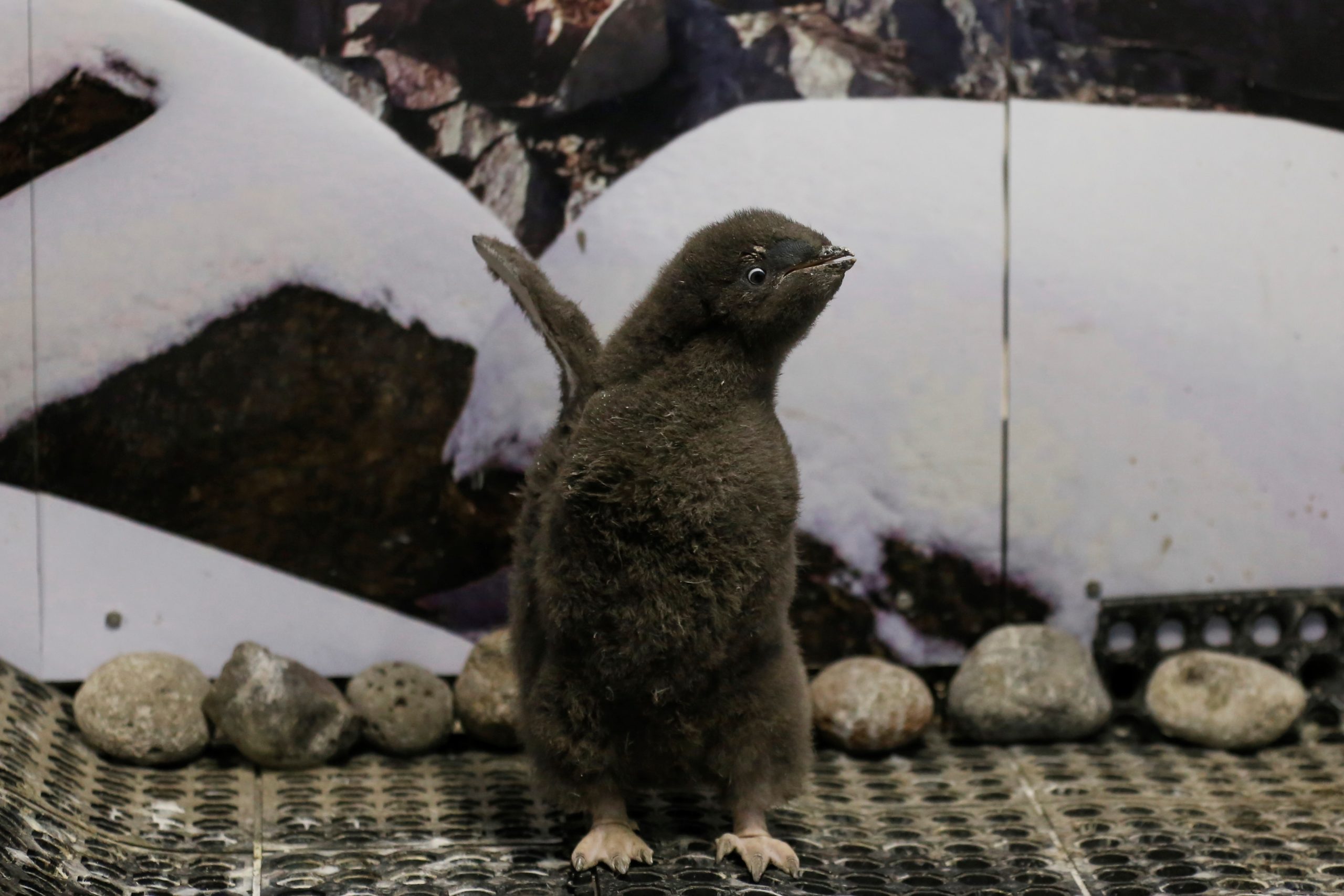 Pingüinos bebés Adelie y Gentoo encantan al Zoológico de Guadalajara
